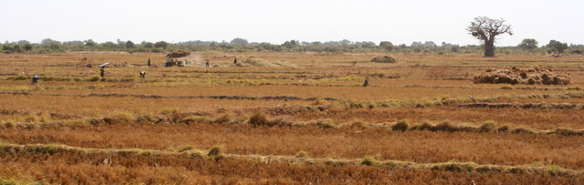 Kornkammer Nigerdelta