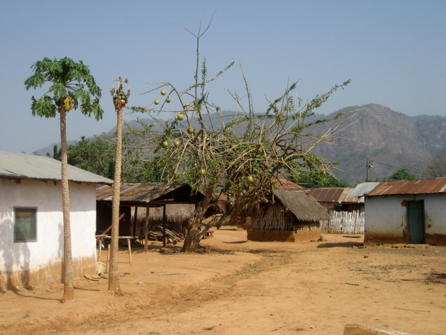 Kalebassenbaum in Wli