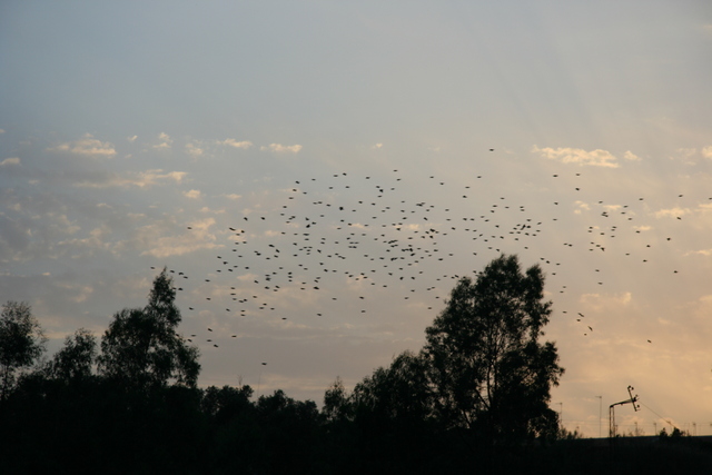Auch die Vögel gehn zur Ruh