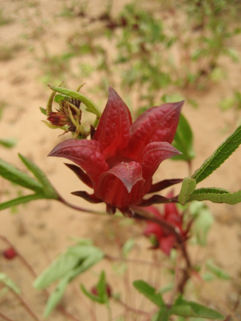 Hibiskusblüte