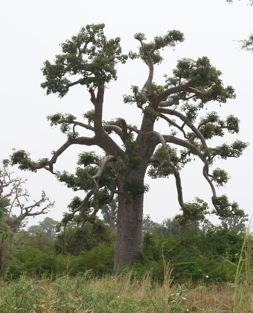 Baobab