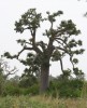Baobab