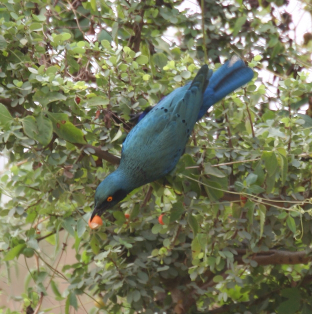 Grünschwanz-Glanzstar