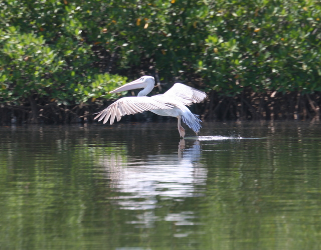 Pelikan fliegt davon