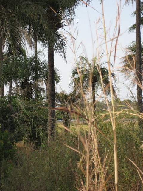 Galleriewald, Gambia
