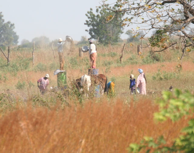 Die Spreu von den Erdnüssen trennen