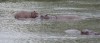 Hippos